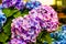 Bouquet of hydrangeas with gentle blurred background. Romantic floral photo with blooming flowers