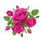 A bouquet of intense pink roses. Vector decoration, illustration with roses and leaves. For postcards, wedding invitations,