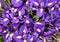 Bouquet iris