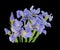 Bouquet iris flower Isolated on black background