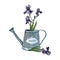 A bouquet with iris violet flowers in a watering can. Hand drawn graphic and colored sketch.