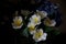 bouquet of irises, close-up. white iris flowers with a yellow pestle, on a dark backdrop