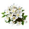 Bouquet of jasmine flowers isolated on white background