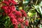 Bouquet of kalanchoe Flower red color in pot in the garden