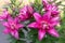 Bouquet of large delicate pink lilies in a flower bed