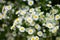 Bouquet of a large number of small daisies