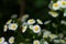 Bouquet of a large number of small daisies