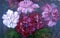 Bouquet of large pink, white and burgundy peonies on a dark background, oil painting