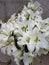 Bouquet of large white lilies in yard. Horizontal photo of royal flowers