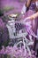 A bouquet of lavender in a basket on a bicycle in a lavender field a girl holding a velispette without