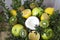 Bouquet of lemons, green apples, coconut, kiwi