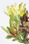 Bouquet of Leucadendron safari goldstrike and safari sunset. Close up natural photo.