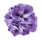 A bouquet of light violet begonias on a white isolated background with clipping path. Close-up without shadows.