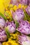 Bouquet of lilac tulips and yellow mimosas on yellow background, macro, closeup. March 8, February 14, birthday, Valentine`s,