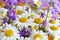 Bouquet of lilac wildflowers and white daisies. White and violet flowers in summer garden