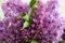 Bouquet of lilacs on background wall of travertine. Flavor of spring flowers