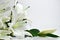 A bouquet of lilies on a white background lies. Mother`s Day card, March 8, birthday