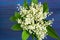 Bouquet of lily of the valley on blue background