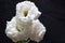 Bouquet of Lisianthus isolated on a black background.