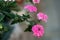 A bouquet of little pastel pink flowers, taken with a large opening