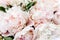 Bouquet of a lot of peonies of pink color close up. Flat lay, top view. Peony flower texture.