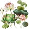 Bouquet of lotuses, Watercolor botanical illustration isolated on white background, Generative AI