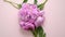 A bouquet of lovely fresh light violet peonies on a pastel pink background. Flat lay