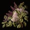 Bouquet of lovely lilac isolated on black closeup, white and purple lilac illustration in vintage drawing style,