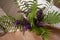 A bouquet of lupins and fern stands in a vase