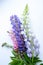 Bouquet lupins on a white background