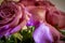 Bouquet of Magenta Roses
