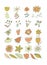 Bouquet maker - different flowers vector elements. Colored bouquet. Collection of various bright flowers isolated on a