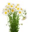 Bouquet of many beautiful camomile flowers