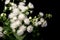 a bouquet of many white fluffy flowers of ageratum on a black background