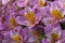 Bouquet of mauve alstroemeria or peruvian lily flowers