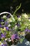 Bouquet of meadow flowers in a basket