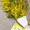 Bouquet with mimosa branches on knitted blanket with child pictures