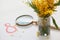 Bouquet of mimosa stands in vase. Nearby magnifying glass