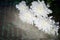 Bouquet of mulltilobe white chrysanthemums blooming closeup.