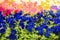 A bouquet of multi-colored petunias. Blue and pink Petunia background close-up