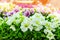 A bouquet of multi-colored petunias. White and pink Petunia background close-up