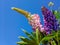 Bouquet of multicolored lupins against the blue sky