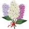 Bouquet of multicolored three branches of lilac
