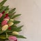 Bouquet of multicolored tulips on a light square texture background