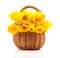Bouquet of narcissus flowers in a basket