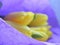 Bouquet of natural yellow tulips in purple paper is out of focus