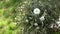 Bouquet of olive branches and buttercups in a vase on the grass