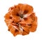 A bouquet of orange begonias on a white isolated background with clipping path. Close-up without shadows.