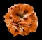 A bouquet of orange-brown begonias on the black isolated background with clipping path. Close-up without shadows.