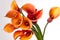 Bouquet of orange Calla lilies
